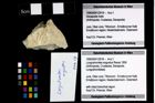 Foto (Objekt + Etikett) von Longodromites angustus (Reuss 1858)  (NHMW-GEO-1990-0041-2918)